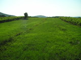 A meadow beside path to Krizevac