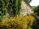 Daisies and old wall
